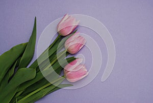 Three Pink Tulips bouquet, over Purple Background with copy space. Top view. flat Lay. Spring time.