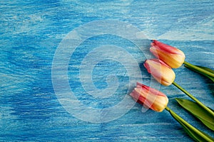 Three pink tulips with green leaves on blue shabby wooden background