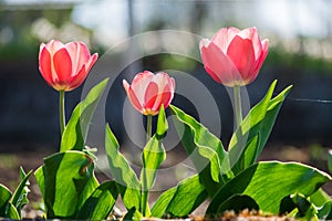 Three pink tulips in a row blooming in a spring garden