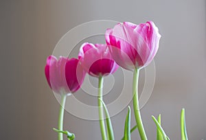 Three pink tulips softly lit by natural light, plain background, simple spring composition