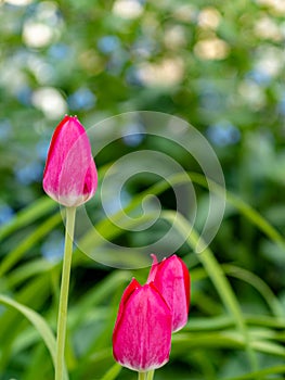 Three pink tulips