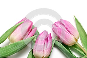 Three pink tulips on white background close up - holiday card for 8 march, Valentine day or mother`s day with copy space, top vie