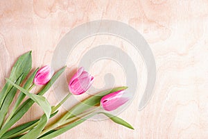 THREE PINK TULIPS ON A WOODEN BACKGROUND