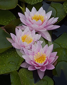 Three Pink Water Lilies