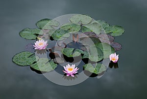 Three Pink Water Lily