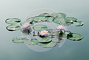 Three Pink Water Lily