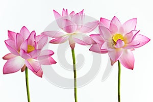 Three pink water lily flower (lotus)