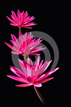 Three pink water lily flowers