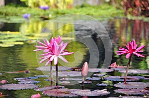 Three pink waterlillies in full bloom