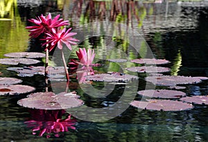 Three pink waterlillies in full bloom