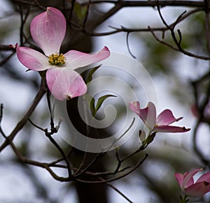 Three pink and white dogwwod flowers