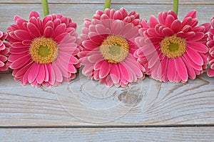 Three pink yellow gerbera daisies in a border row on grey old wooden shelves background with empty copy space