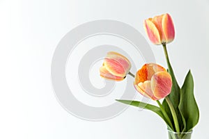 Three pink and yellow tulips in a glass vase on a white background. Minimalism