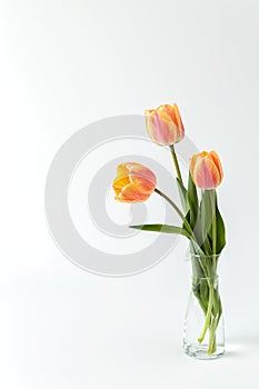Three pink and yellow tulips in a glass vase on a white background. Minimalism