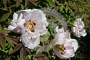 Three pinkish white flowers of purple-leaved tree peonies in April