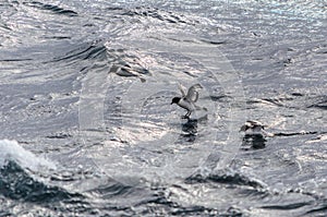 Three Pintado Petrels, up, up and away. photo