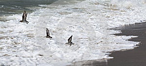 Three piping plovers flying over the ocean on the edge of the beach