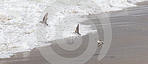 Three piping plovers flying over the waters edge on Fire Island New York photo