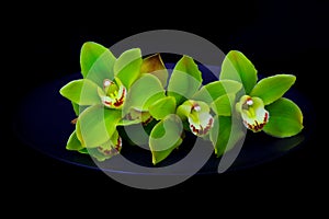 Three pistachio green cymbidium orchids presented on a matt blue plate with dark background