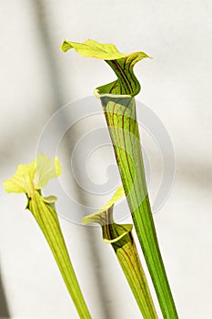 Three Pitcherplants