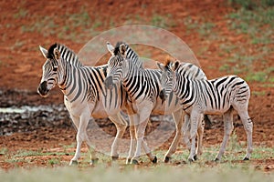 Plains zebras in natural habitat photo