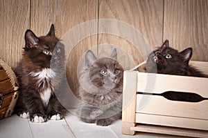 Three playful kittens are played around wooden boxes