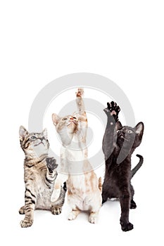 Three Playful Kittens Vertical Banner