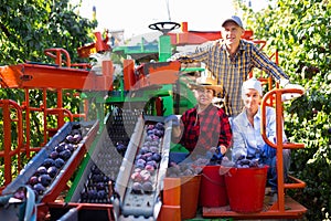 Three plum plantation workers and crop collecting machine