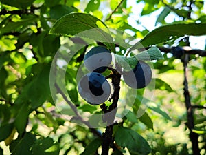 Three plums between tree branches
