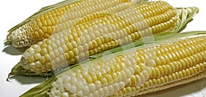 Three pods of raw sweet corn, yellow, beautiful, appetizing, healthful, placed on a white background.