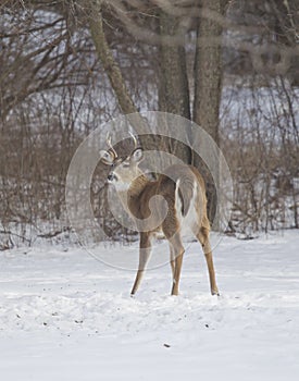 Three Point Buck Quartering View