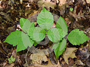 Three poison ivy leaves on the forest floor