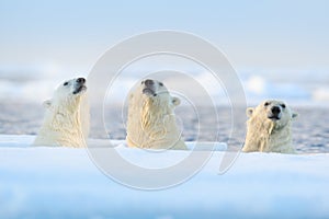 Three polar bears on drift ice, Svalbard, Norway. Rare wildlife scene from nature, cold winter with snow in the Arctic. Animal