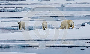 Three polar bears, female with two cubs walk on ice floe in Arctic