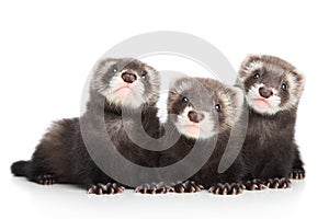 Three polecat puppy posing on white background