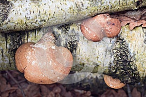 Three polypore mushrooms grows on birch wood