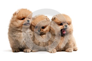 Three pomeranian spitz puppies