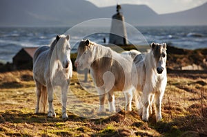 Three ponies