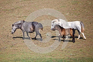 Three ponies grazing at a horse farm, stallion, mare and colt