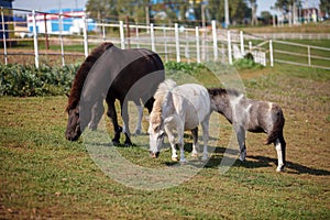 Three ponies grazing at a horse farm, stallion, mare and colt