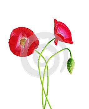 Three poppy