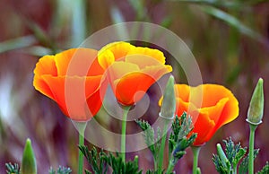 Three Poppy Flowers Orange Colors