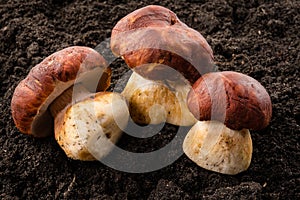 Three porcini mushrooms. Grow in forest