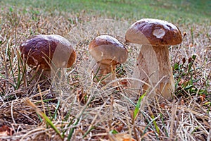 Three porcini mushrooms in the meadow