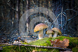 Three porcini mushrooms in nature