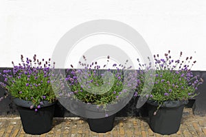 Three pots blooming Lavender Hidcote white wall, Netherlands
