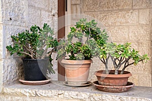 Three pots with Crassula ovata, known as lucky plant or money tree