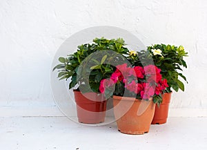 Three pots of flowers at a white wall