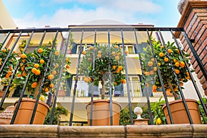 Three pots with orange trees outdoors