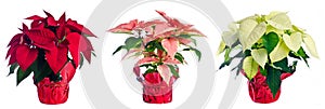 Three Pots of Poinsettia